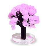 ciliegio giapponese magico 